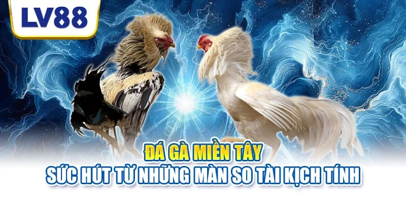 Đá gà miền Tây