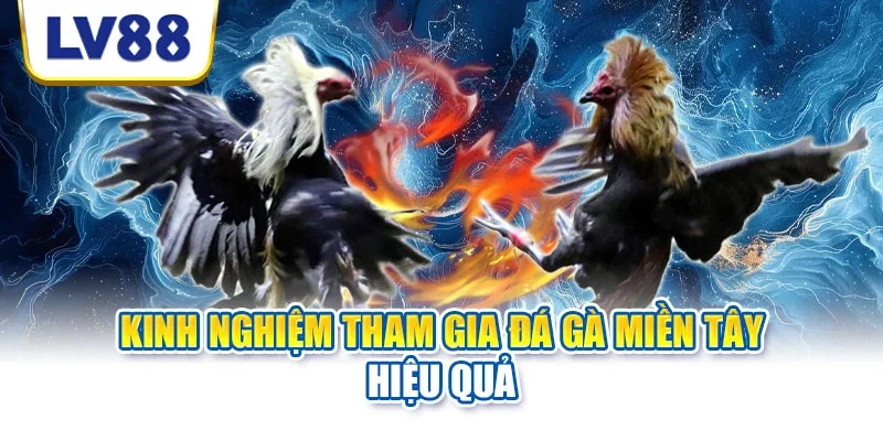 Kinh nghiệm tham gia đá gà miền Tây hiệu quả
